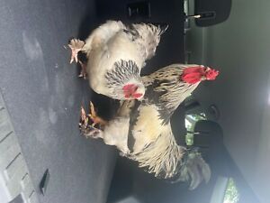 12+ light brahma hatching eggs 