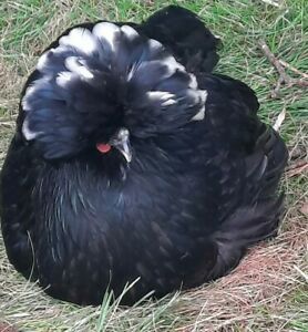 Hatching Eggs Polish Chicken x 12 Mix of breeds with the best 80&#039;s hairs!!!