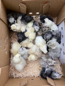 NPIP One  DoZeN — silkie chicken hatching eggs