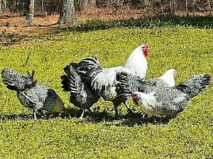 6 Purebreed Silver Deathlayer Chicken Hatching Eggs 1st Gen Greenfire Farms