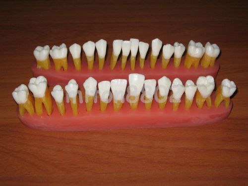 28 NEW ANATOMICAL TOOTH WITH ROOTS MODEL DEMOSTRATION PIECES TEETH TEACH STUDY