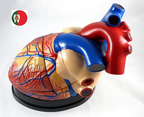 Medical and Educational Anatomic model Jumbo Human Heart model IT-045 ARTMED