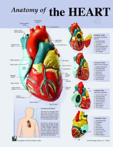 Human heart anatomy charts-notebook size poster;pk/10 for sale