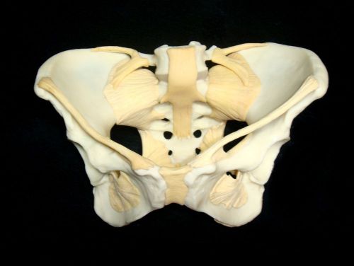 Ligamented Female Pelvis, Hip, Pelvic Anatomical Bone Model - W19012