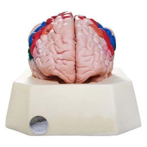 Medical Anatomical Model Functional Zones of Cerebral Cortex Human Brain