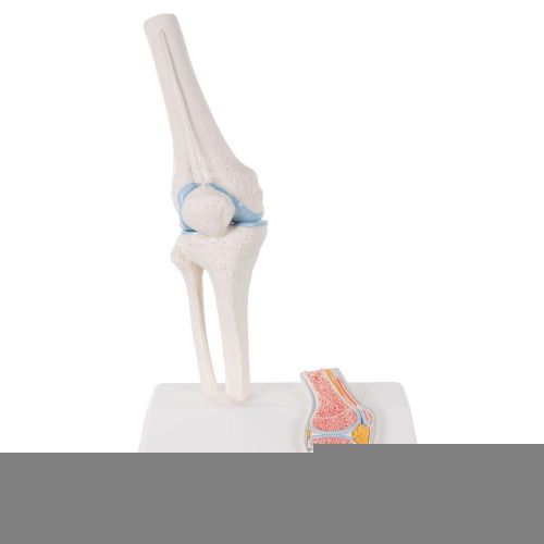 3b scientific a85/1 mini knee joint model with cross-section, 3.9&#034; x 5.5&#034; x 9... for sale