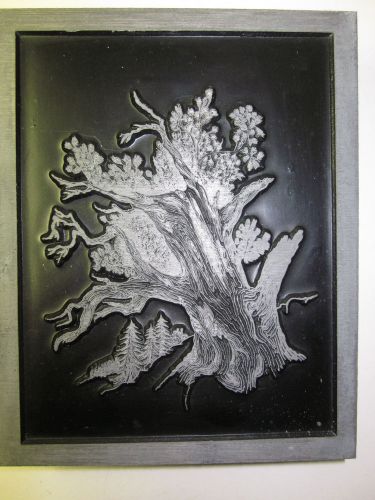 Antique Letterpress Printing Large Engraving on Metal Wood Block 6&#034; Tree Forest