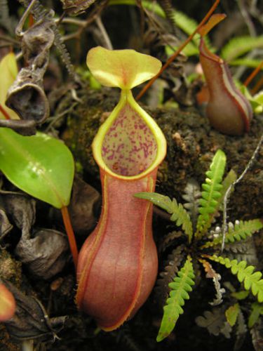 SALE,,,FRESH RARE NEPENTHES TOBAICA (40+ seeds) HOT ITEM, Carnivorous Plant, WOW