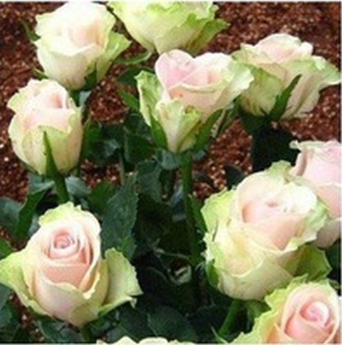 Fresh Rare Dancing Queen Rose (10 Seeds) Beautiful Roses..WOW!!!!!!