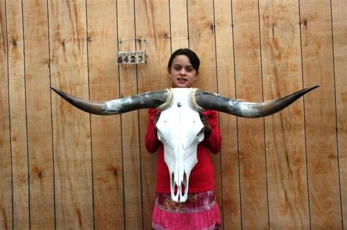 Steer skull long horns 3&#039; 9&#034; cow bull skulls horn h6423 for sale