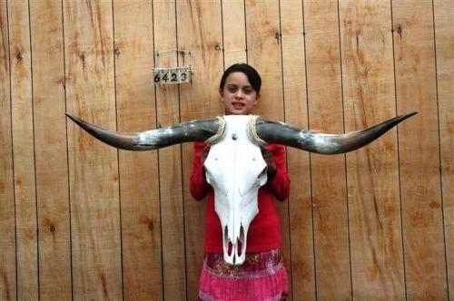 STEER SKULL LONG HORNS 3&#039; 9&#034; COW BULL SKULLS HORN H6423