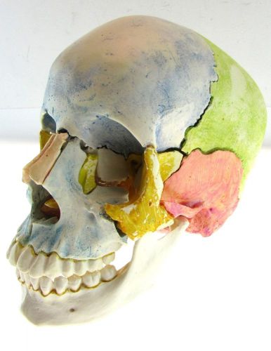 3B SCIENTIFIC A290 Plastic 22 Piece Beauchene Adult Human Skull Model Kit