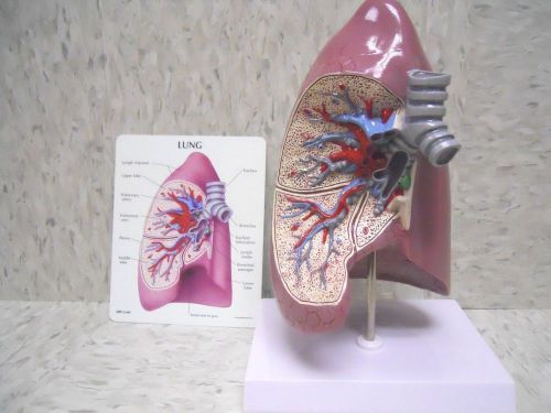 Lung Anatomical Model Cutaway Normal with Key Card LFA #3100 **