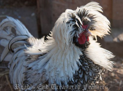 8 Show/Breed Quality  White Crested  + Silver Laced Polish Bantam Hatching Eggs