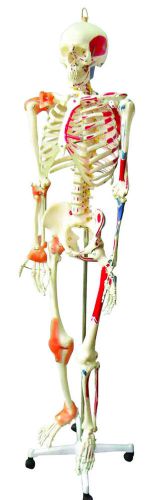 WALTER PRODUCTS FULL SIZE HUMAN SKELETON W/ MUSCLES &amp; LIGAMENTS - B10215