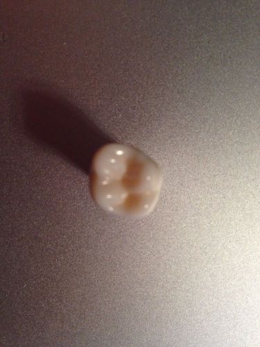 New Kilgore Teeth Maxillary Right First Molar (Tooth #3) Lot of 20 Free Shipping