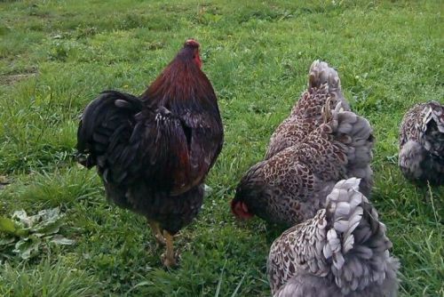 6X BLUE LACED RED WYANDOTTES hatching eggs Great blood line. Exhibition quality