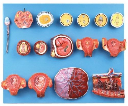 Anatomy Model Human Fertilization Early Embryo Development 114
