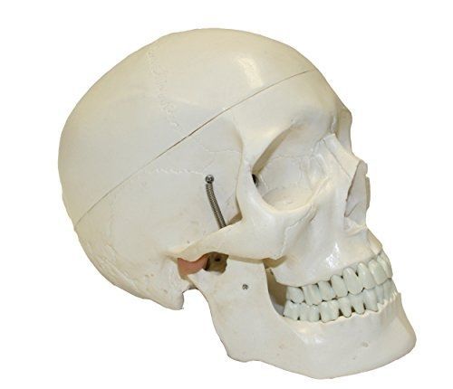 Walter Products B10207A Classic Human Skull Model, Life Size