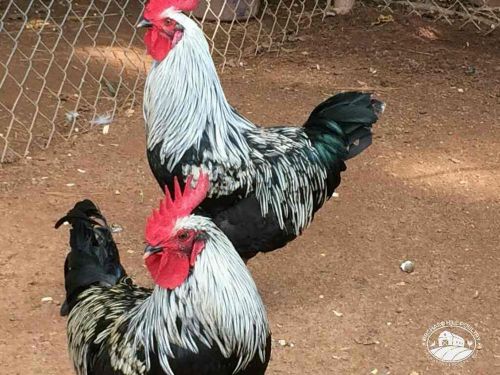 6+ swedish isbar chicken hatching eggs-greenfire new bloodline! npip free ship! for sale