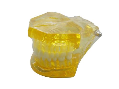 New Dental Nature Dentist Teeth Transparent Standard Teeth Model G020 PT