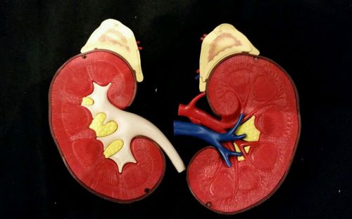 Vintage Plastic Human Kidney Anatomical Model Anatomical Section