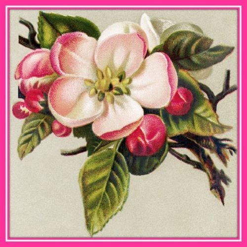 30 Custom Apple Blossom Art Personalized Address Labels