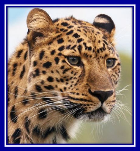 30 Custom Leopard Art Personalized Address Labels