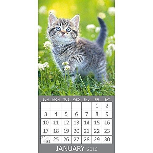 Calendar company 2016 monthly mini magnetic wall calendar - kittens - fridge for sale