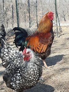 5 Hatching Eggs: Gold Laced Wyandotte&#039;s/Silver Laced Wyandotte&#039;s