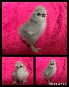 9 fertile Polish,Silkie,Cochin;frizzle,Easter Egger,barred RockPure And Cross