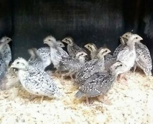 15 Snowflake and 15 Silver Bobwhite Quail Hatching Eggs, NPIP