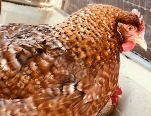 3+ German Bielefelder Hatching Eggs GF imports 2011 and 2013 - Rare Breed-UBER