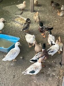 8 Fresh RARE COLOR CALL DUCK eggs FROM Silver, Buff, Pastel &amp; Snowy Call Ducks