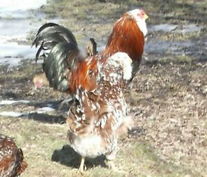 6 Spangled Russian Orloff Hatching Eggs