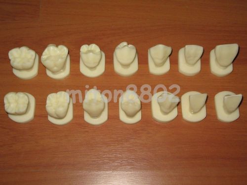 NEW ANATOMICAL TOOTH MODEL DEMOSTRATION 14 PIECES STUDY