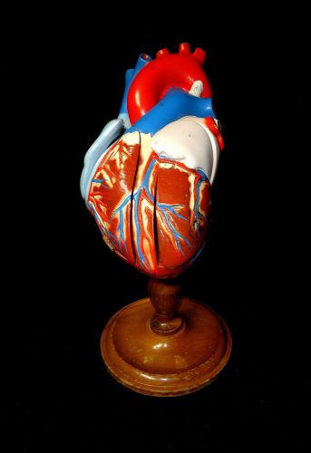 Vintage / Antique Denoyer Geppert Human Heart Anatomical Teaching Model