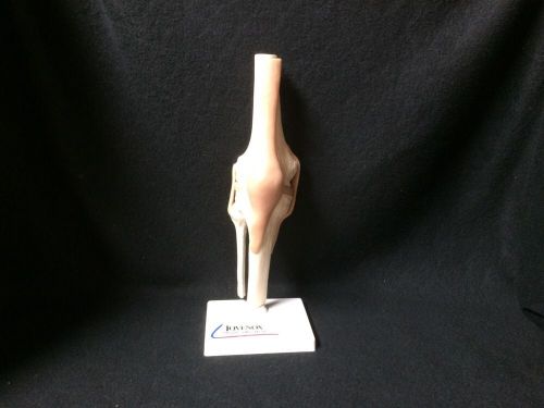 Functional human knee joint anatomical teaching model for sale