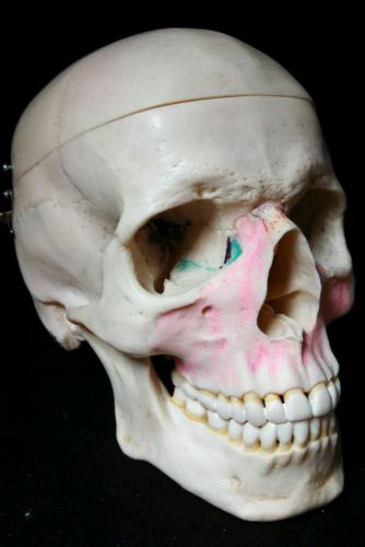 SOMSO - QS7 Human Skull Anatomical Model, 3 part (QS 7)