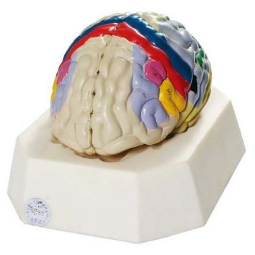 Medical Anatomical Model Functional Localization of Cerebral Cortex Human Brain