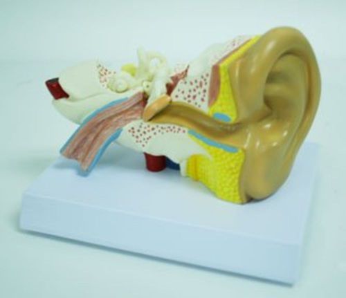 Small Ear Model