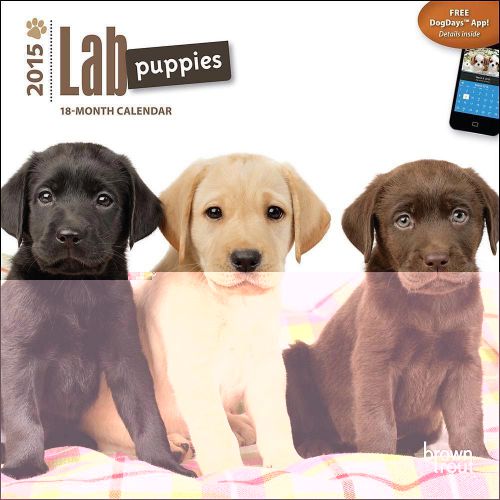 2015 LAB Puppies Mini Wall 7x7 Calendar NEW &amp; SEALED