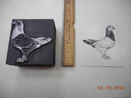 Letterpress Printing Printers Block, Pigeon Bird