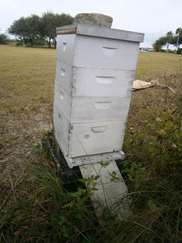 Bee Hive Body complete with Strong Colony of bees  3 medium Supers