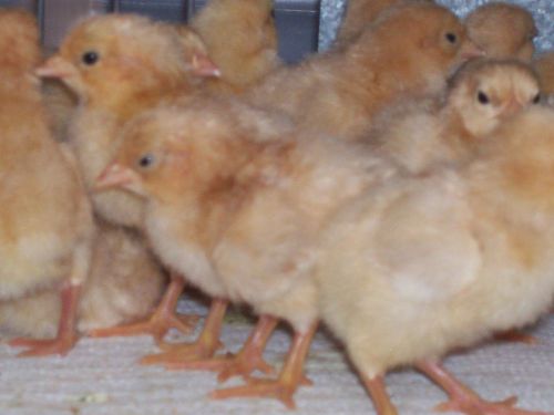 12** NPIP CERTIFIED ** Buff Orpington Chicken Hatching Eggs @HEAT PACK@