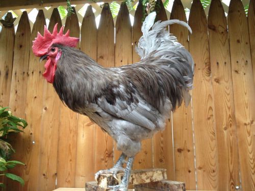 NEW JERSEY GIANT BLUE,BLACK AND SPLASH 100%PURE From NJ(12) HATCHING EGGS