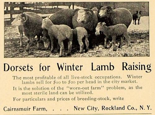 1906 ad dorsets winter lamb raising cairnsmuir farm - original advertising cl4 for sale