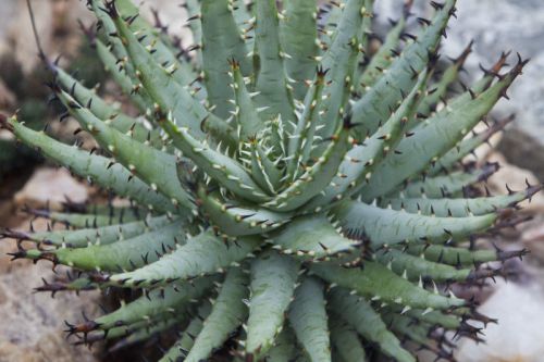 Fresh Rare Aloe Melanacantha (5 Seeds)  Succulent Cactus, Georgeous, WOW!!!!!!