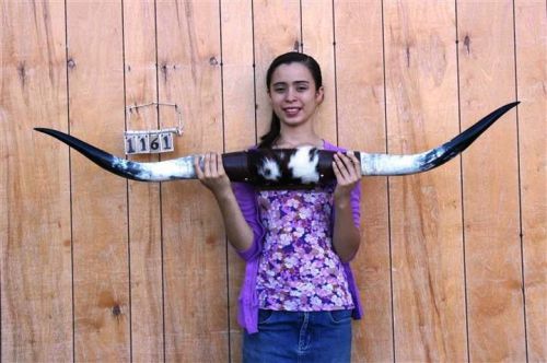 Steer long horns 4&#039; 4&#034; no skull skulls horn cow bull lh1161 for sale