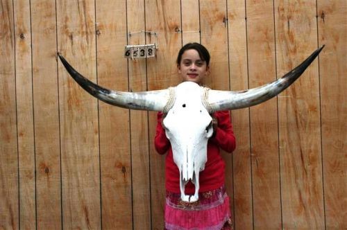 Steer skull long horns 3&#039; 9&#034; cow bull skulls horn h6538 for sale